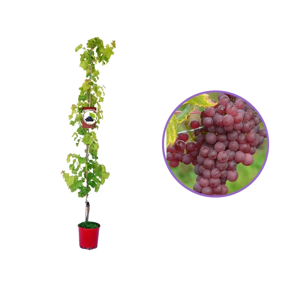 Vita de Vie (Vitis vinifera) Chasselas Rose, cu struguri mari rozaliu-portocalii, 2 pe rod