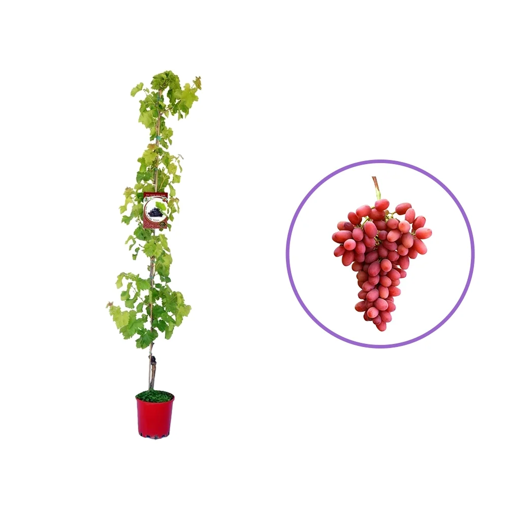 Vita de Vie (Vitis vinifera) Crimson, fara samburi, cu struguri mari rosi, 2 pe rod