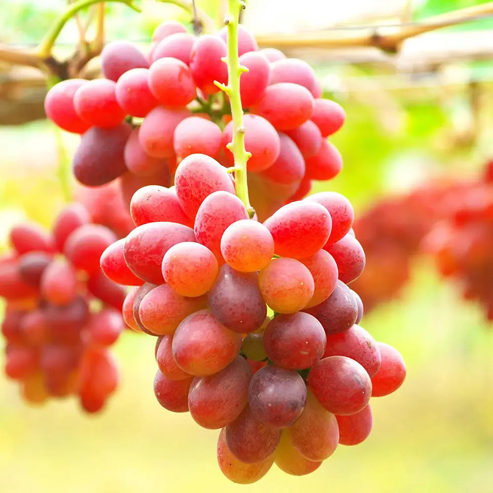 Vita de Vie (Vitis vinifera) Crimson, fara samburi, cu struguri mari rosi, 2 pe rod