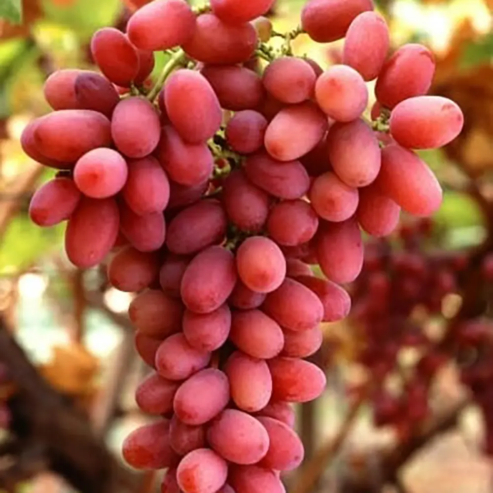 Vita de Vie (Vitis vinifera) Crimson, fara samburi, cu struguri mari rosi, 2 pe rod