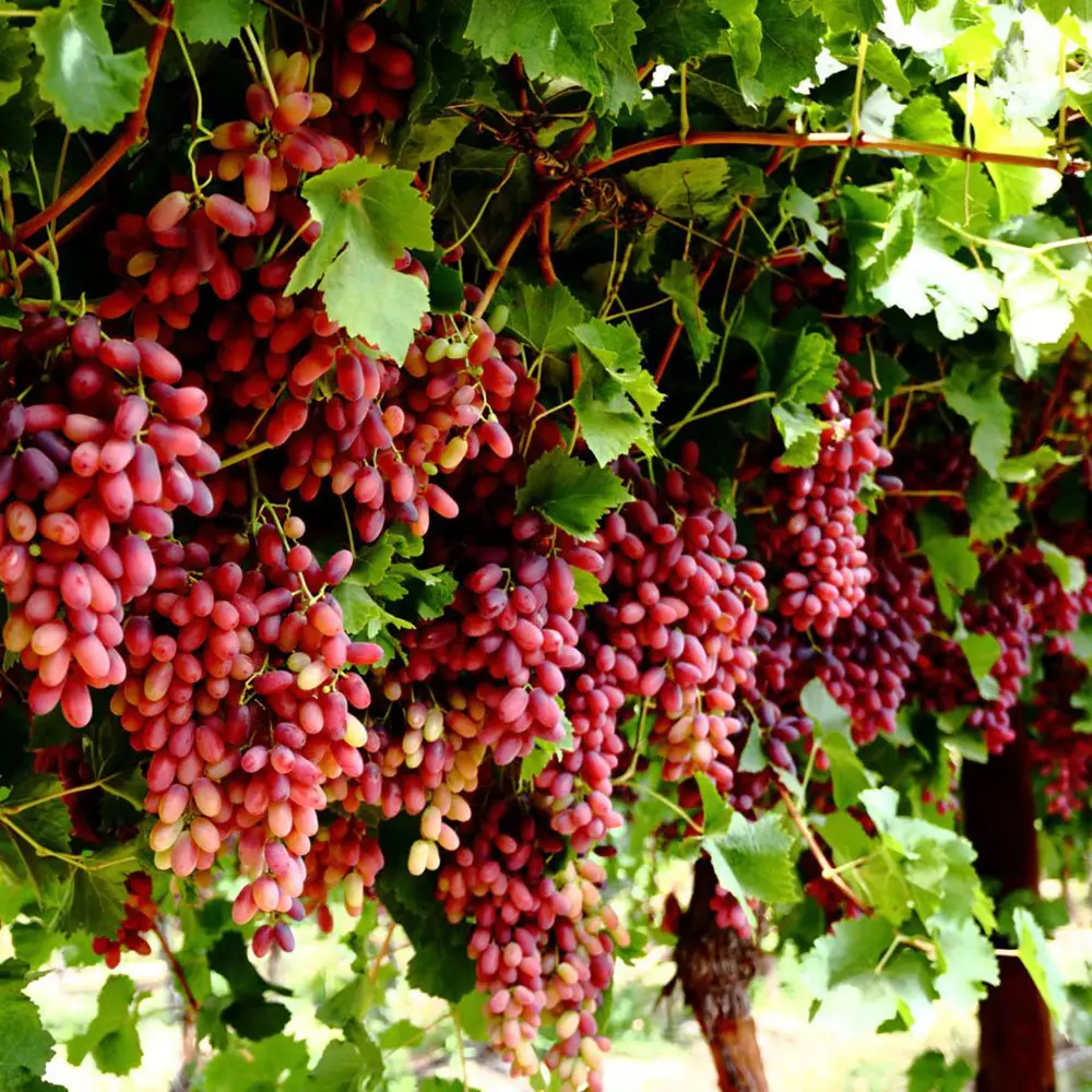 Vita de Vie (Vitis vinifera) Crimson, fara samburi, cu struguri mari rosi, 2 pe rod