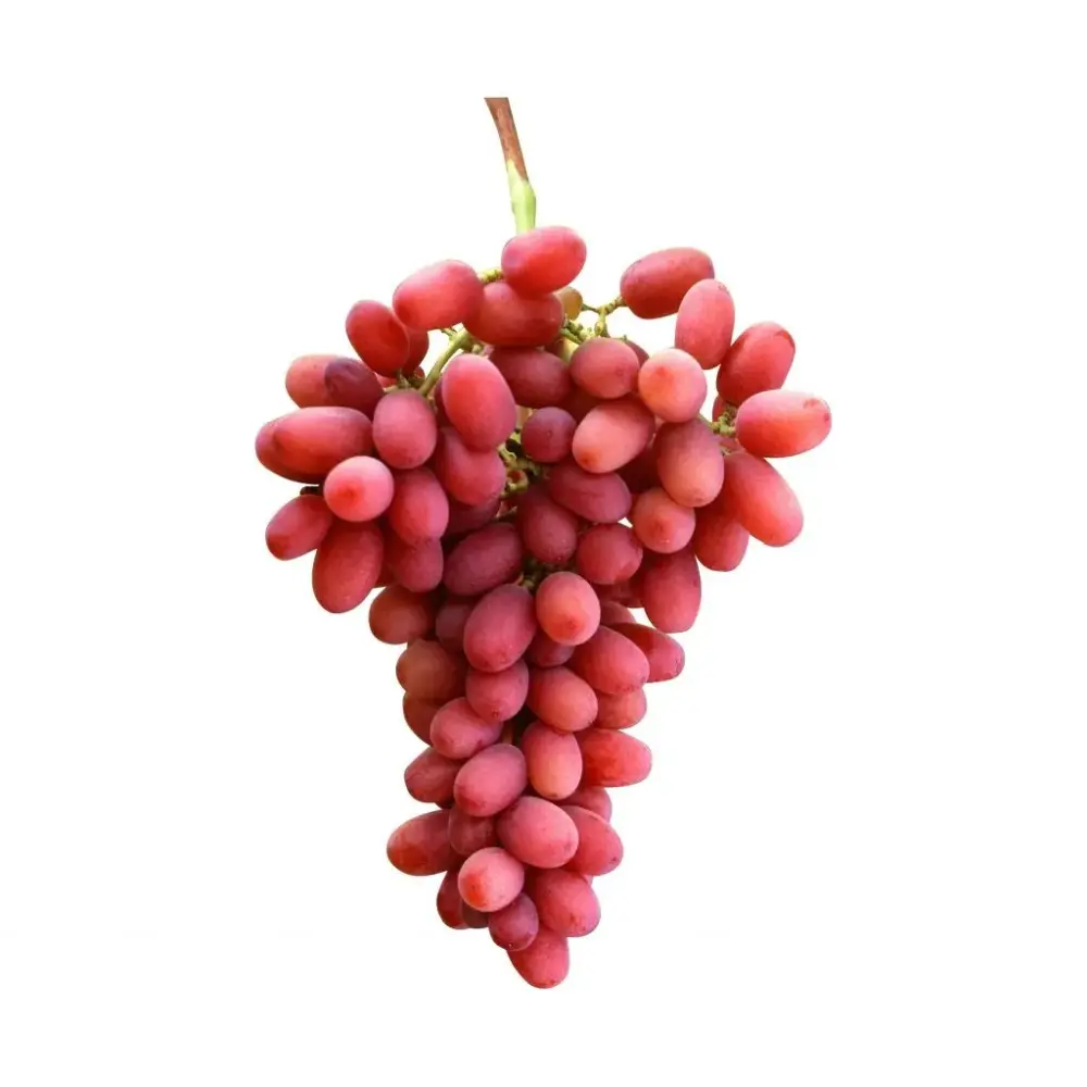Vita de Vie (Vitis vinifera) Crimson, fara samburi, cu struguri mari rosi, 2 pe rod
