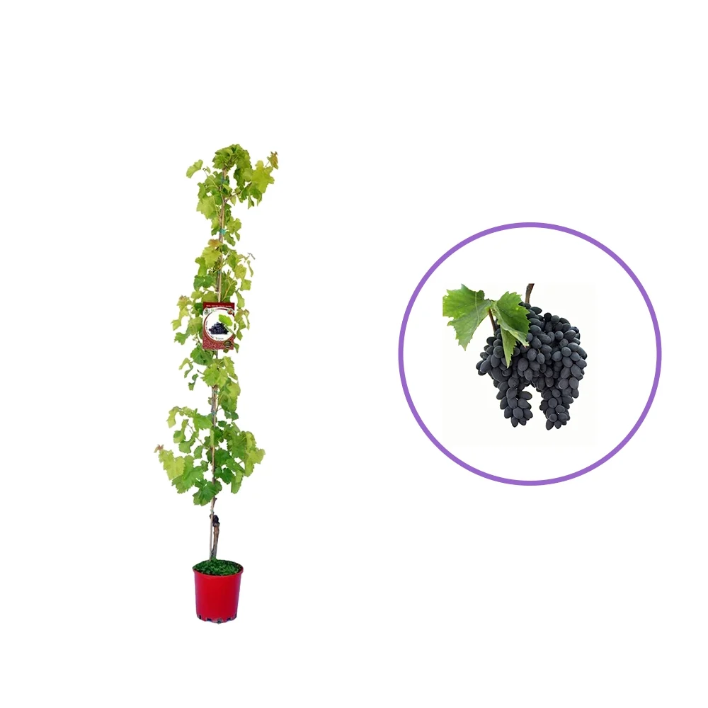 Vita de Vie (Vitis vinifera) Damaris, cu struguri mari albastri-negri, 2 pe rod