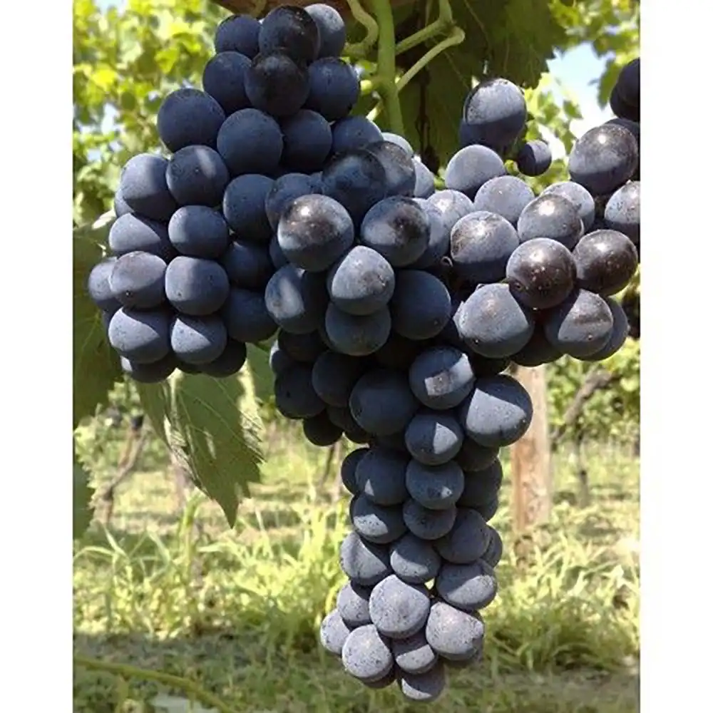 Vita de Vie (Vitis vinifera) Damaris, cu struguri mari albastri-negri, 2 pe rod