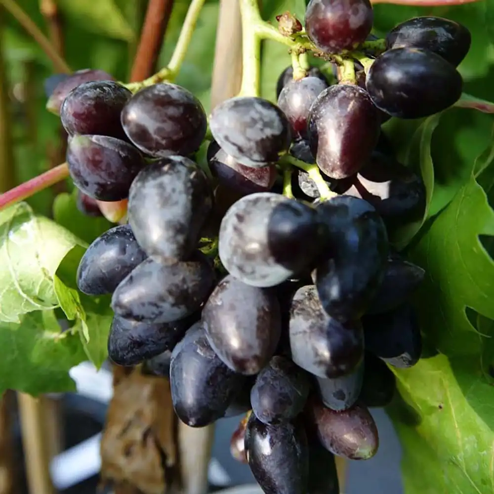 Vita de Vie (Vitis vinifera) Damaris, cu struguri mari albastri-negri, 2 pe rod