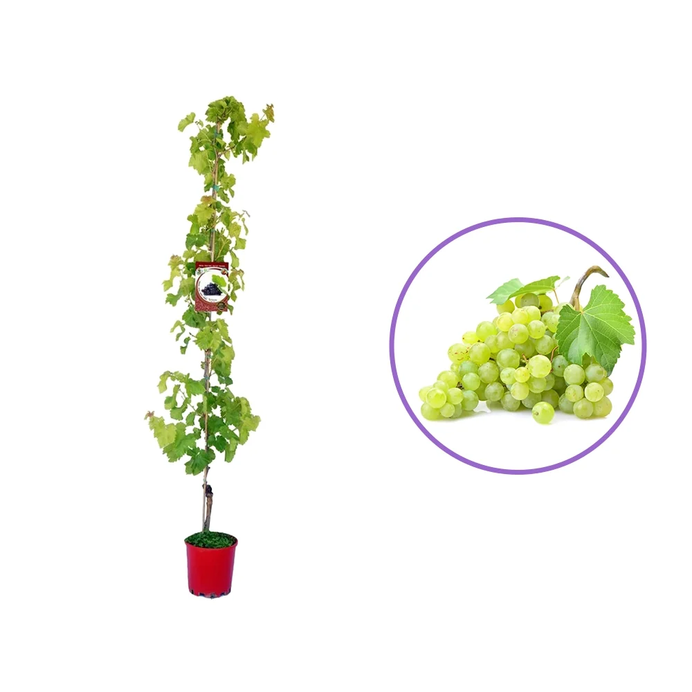 Vita de Vie (Vitis vinifera) Elisabeth, cu struguri mari albi, 2 pe rod