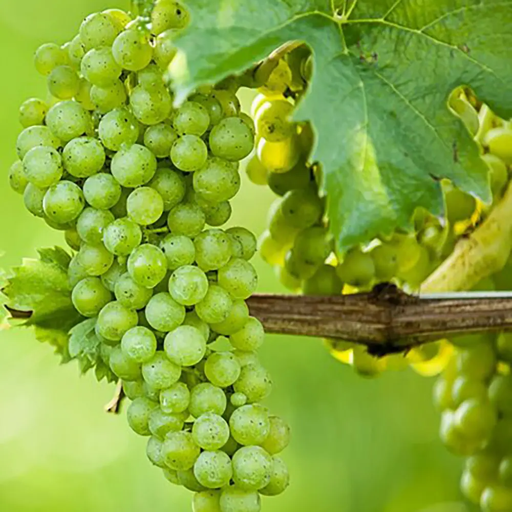 Vita de Vie (Vitis vinifera) Elisabeth, cu struguri mari albi, 2 pe rod