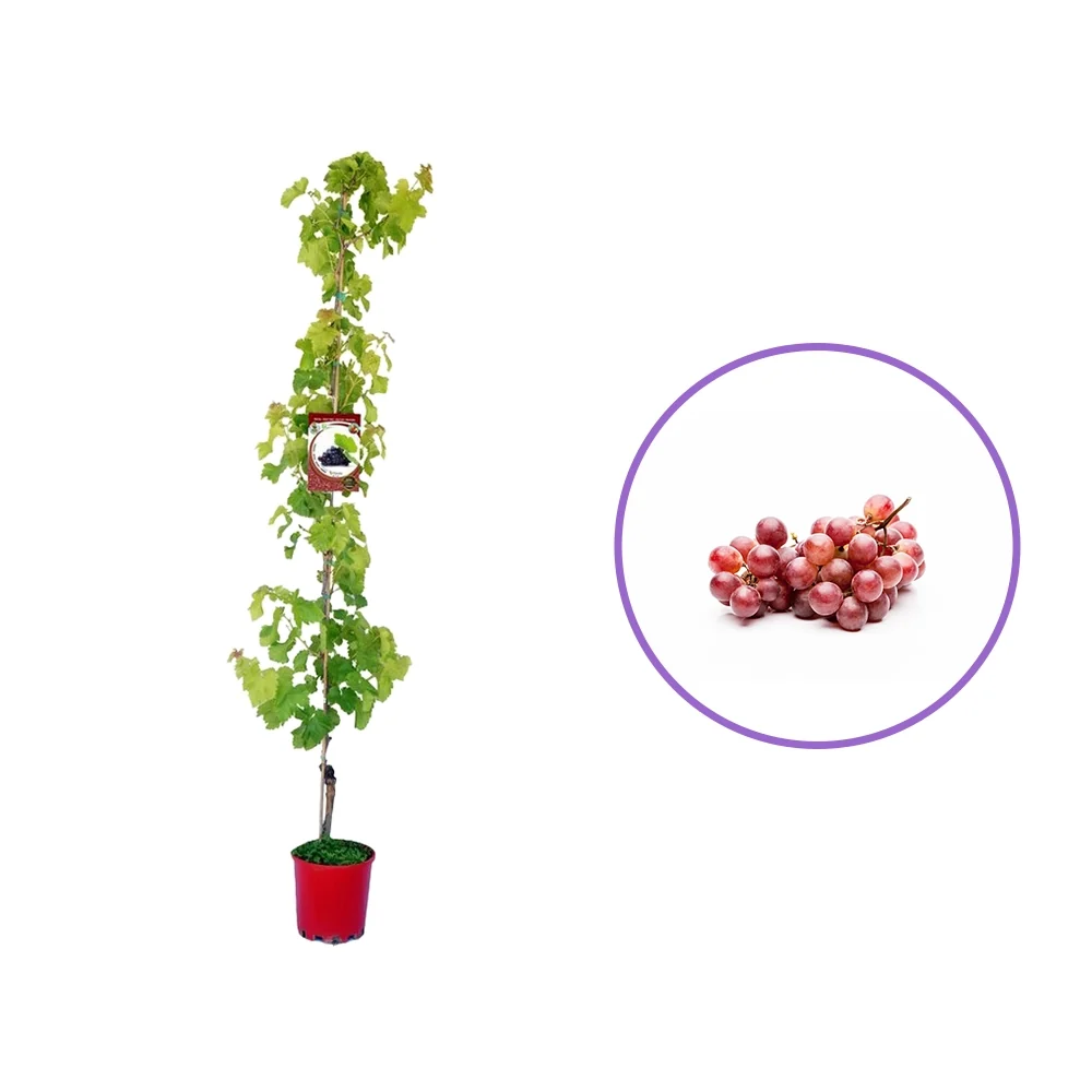 Vita de Vie (Vitis vinifera) Esther, cu struguri mari roz, 2 pe rod