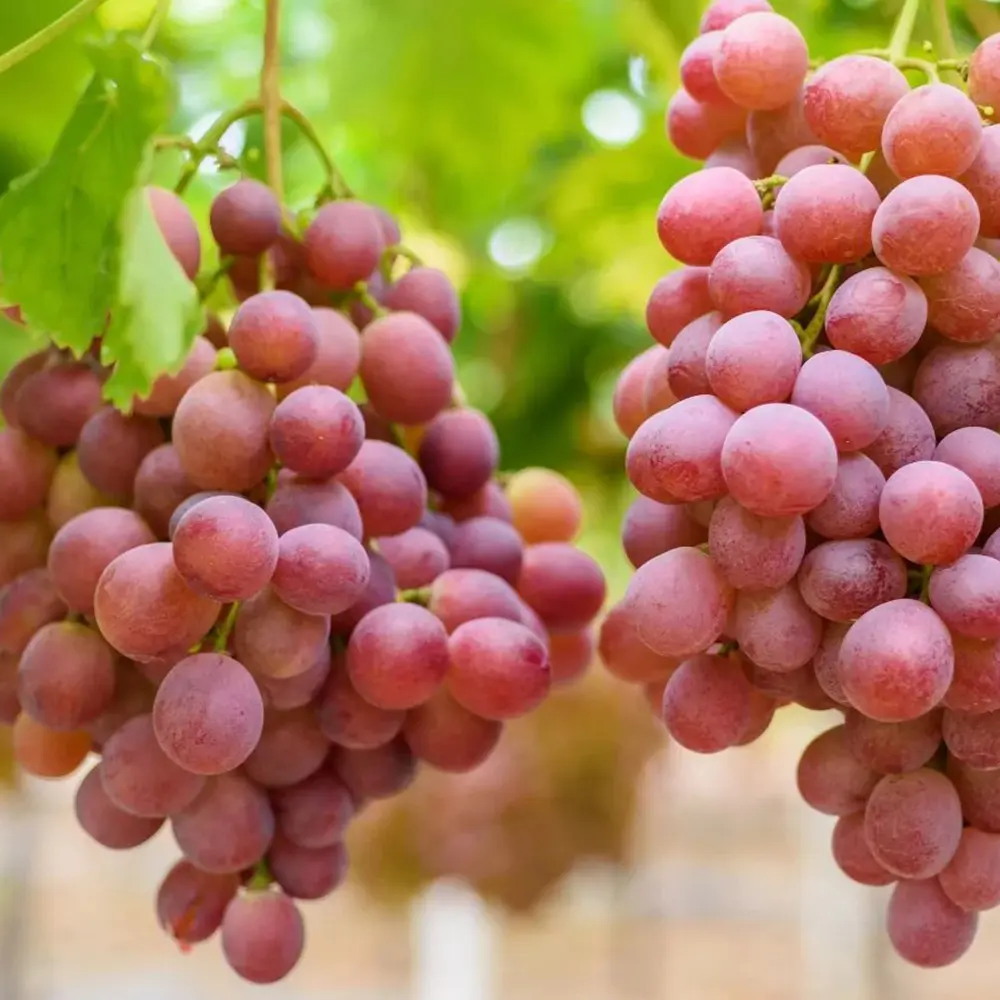 Vita de Vie (Vitis vinifera) Esther, cu struguri mari roz, 2 pe rod