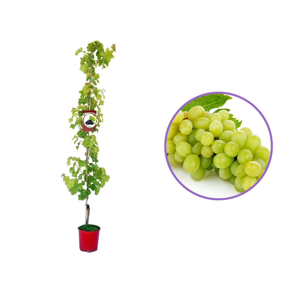 Vita de Vie (Vitis vinifera) Fanny, cu struguri mari verzi-aurii, 2 pe rod