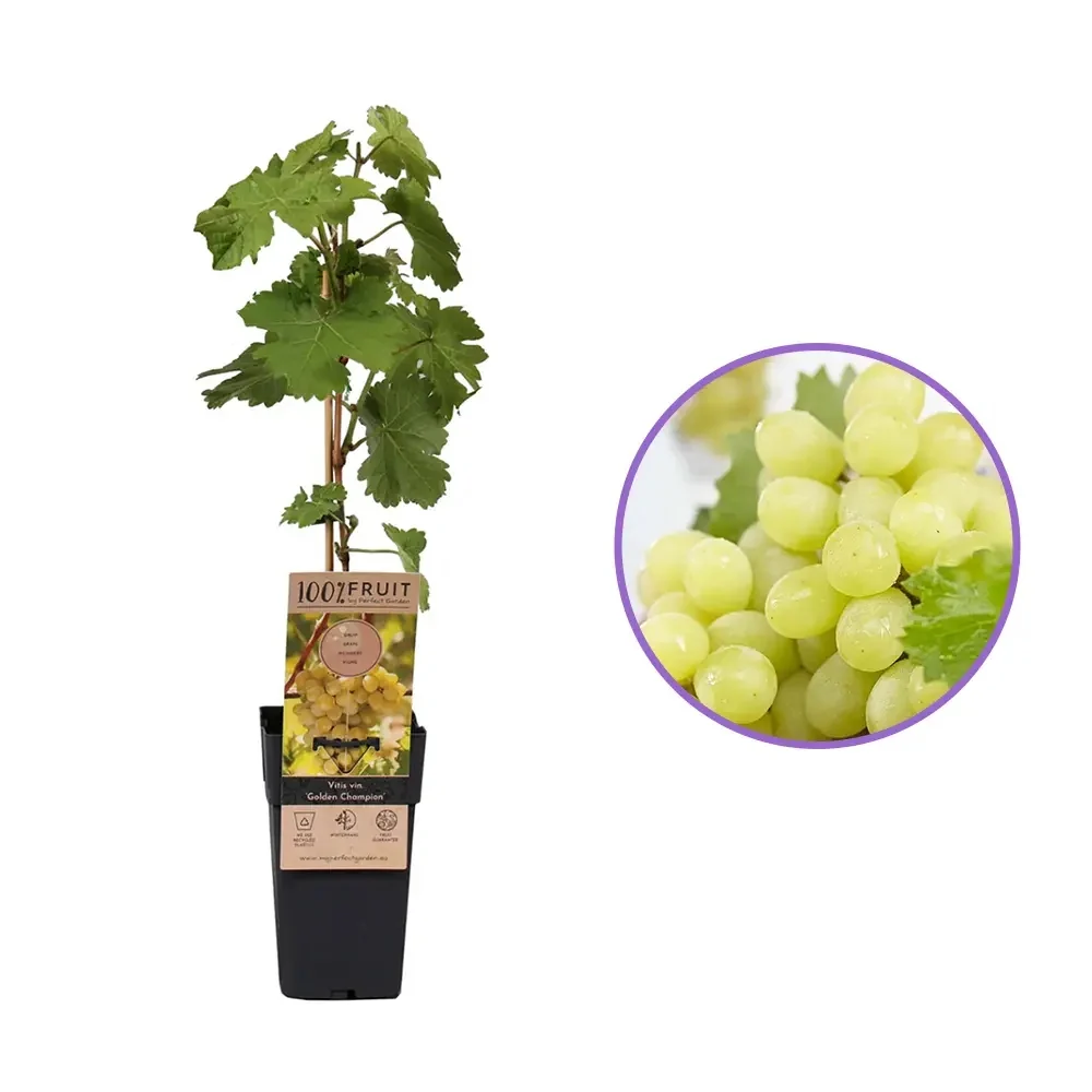 Vita de Vie (Vitis vinifera) Golden Champion, cu struguri mari galbene, 1 pe rod
