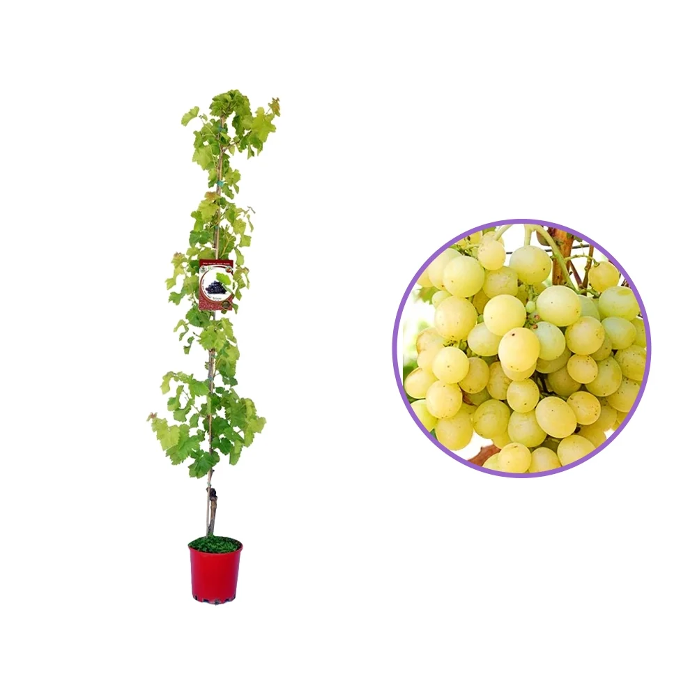 Vita de Vie (Vitis vinifera) Italia, cu struguri mari aurii, 2 pe rod