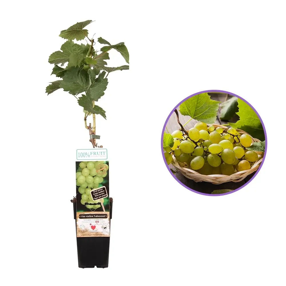Vita de Vie (Vitis vinifera) Lakemount, cu struguri albi, dulci, 1 pe rod