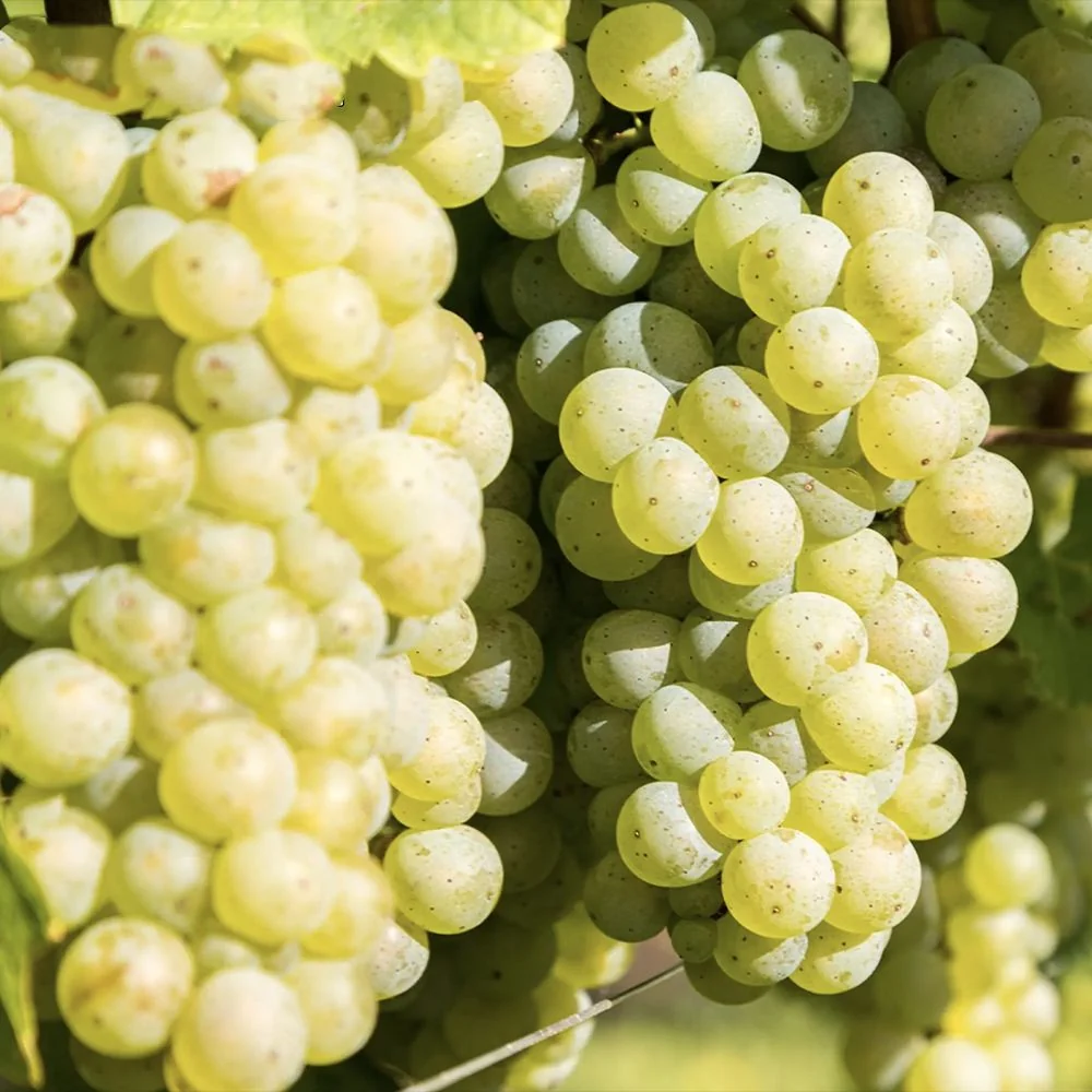 Vita de Vie (Vitis vinifera) Lakemount, cu struguri albi, dulci, 1 pe rod