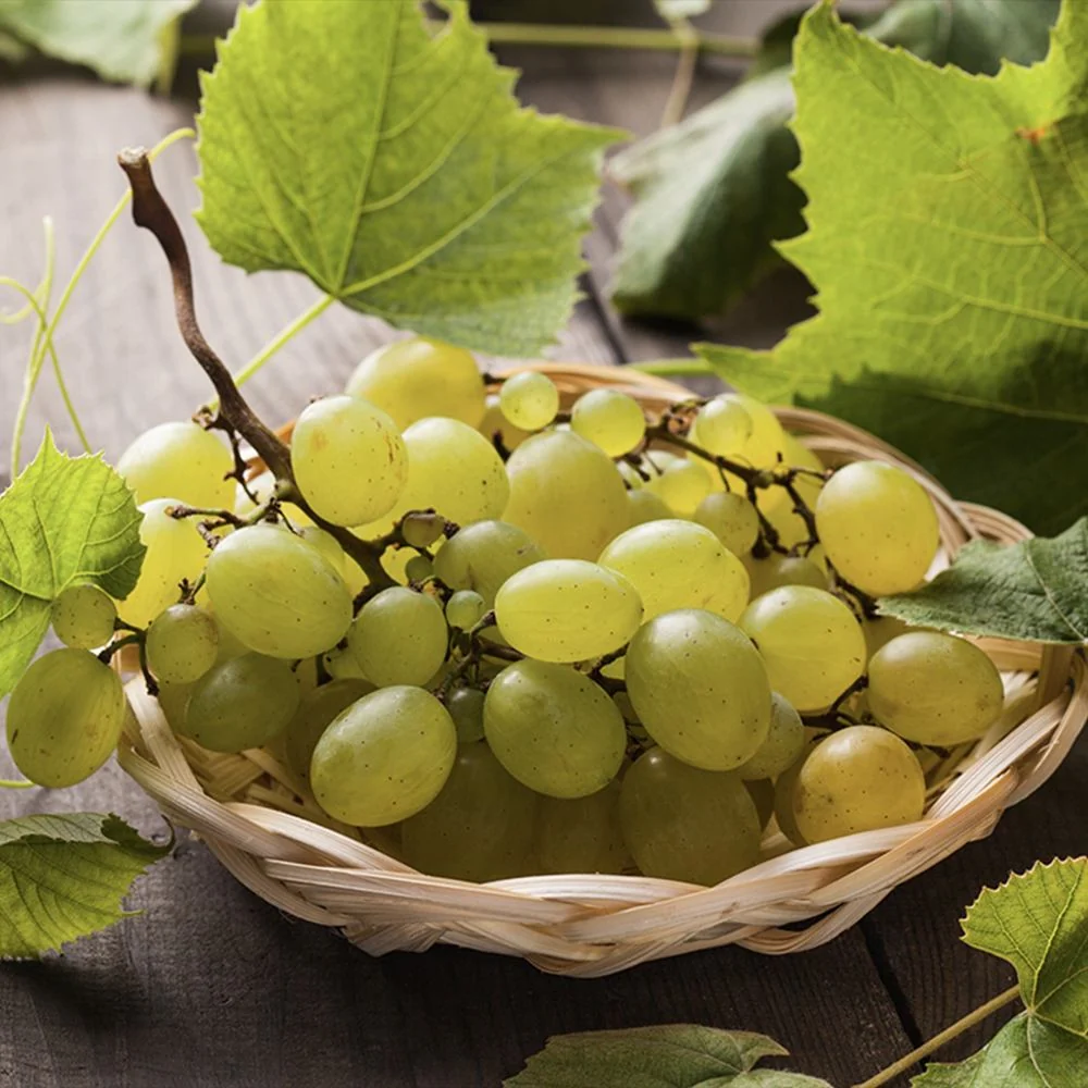 Vita de Vie (Vitis vinifera) Lakemount, cu struguri albi, dulci, 1 pe rod