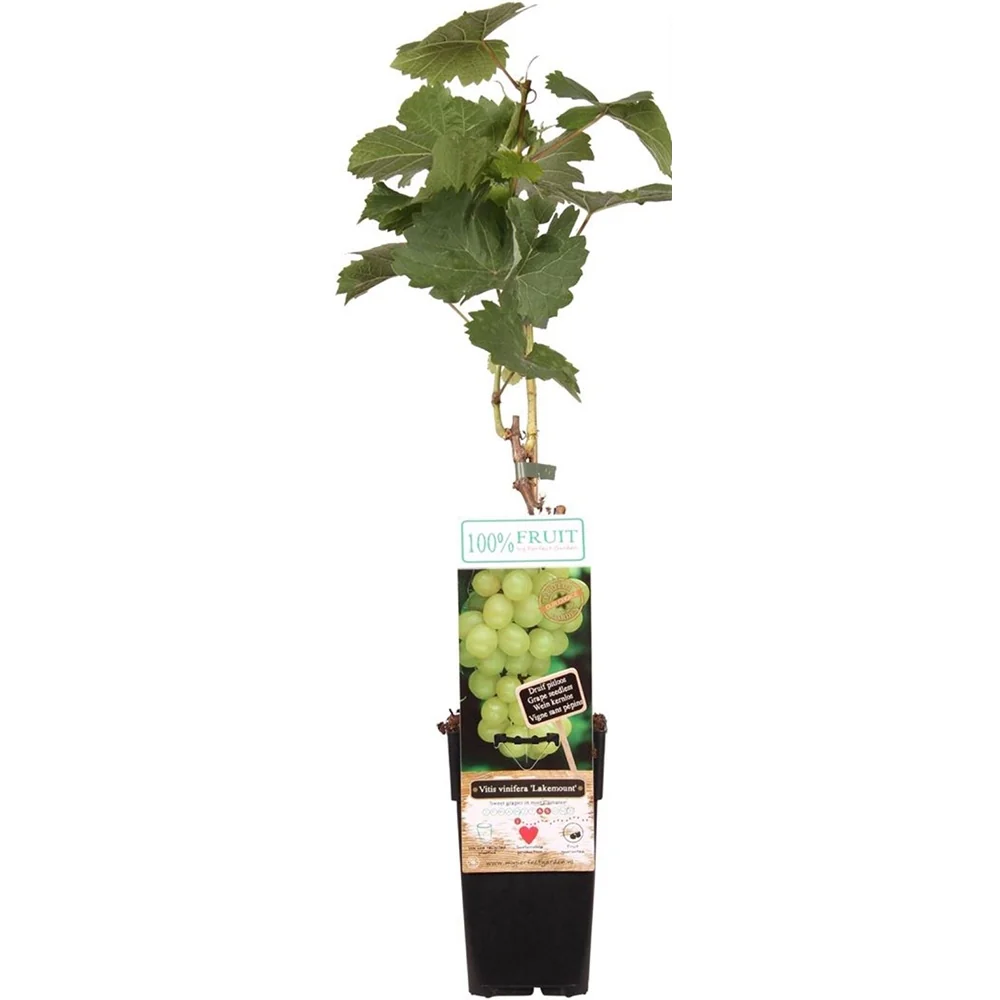 Vita de Vie (Vitis vinifera) Lakemount, cu struguri albi, dulci, 1 pe rod