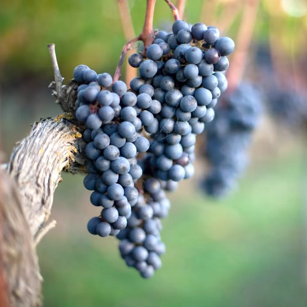 Vita de vie - Vitis vinifera 'Merlot'