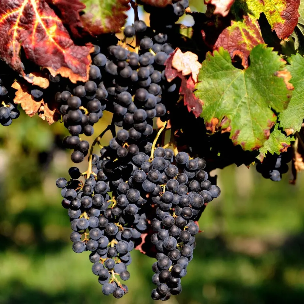 Vita de vie - Vitis vinifera 'Merlot'