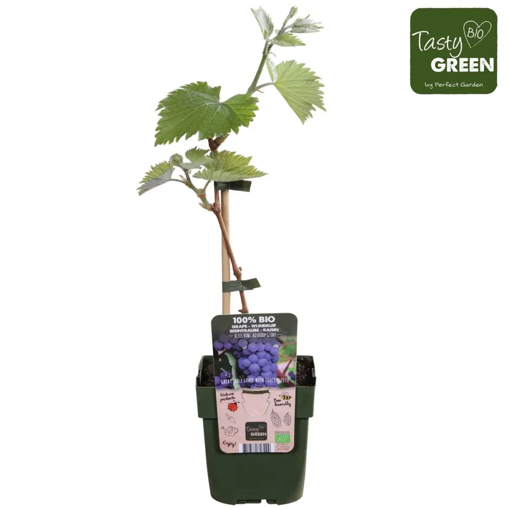 Vita de vie - Vitis vinifera 'Merlot'