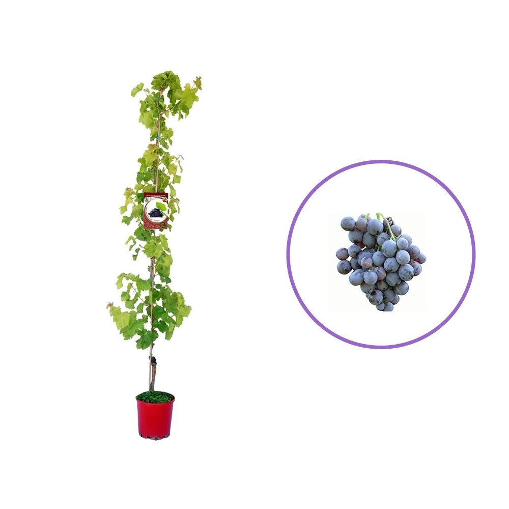 Vita de Vie (Vitis vinifera) Michele Palieri, cu struguri mari negri, 2 pe rod
