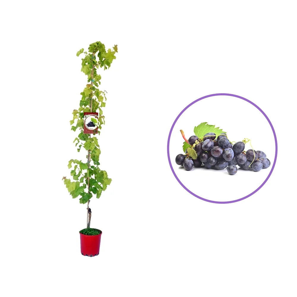 Vita de Vie (Vitis vinifera) Moscat Blue, cu struguri mari albastri, 2 pe rod