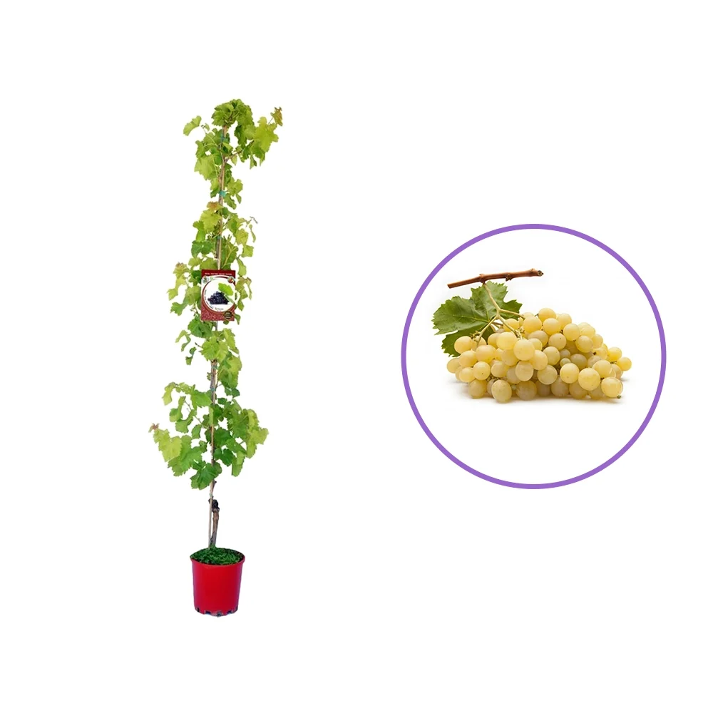 Vita de Vie (Vitis vinifera) Moscato Bianco, cu struguri mari albi, 2 pe rod