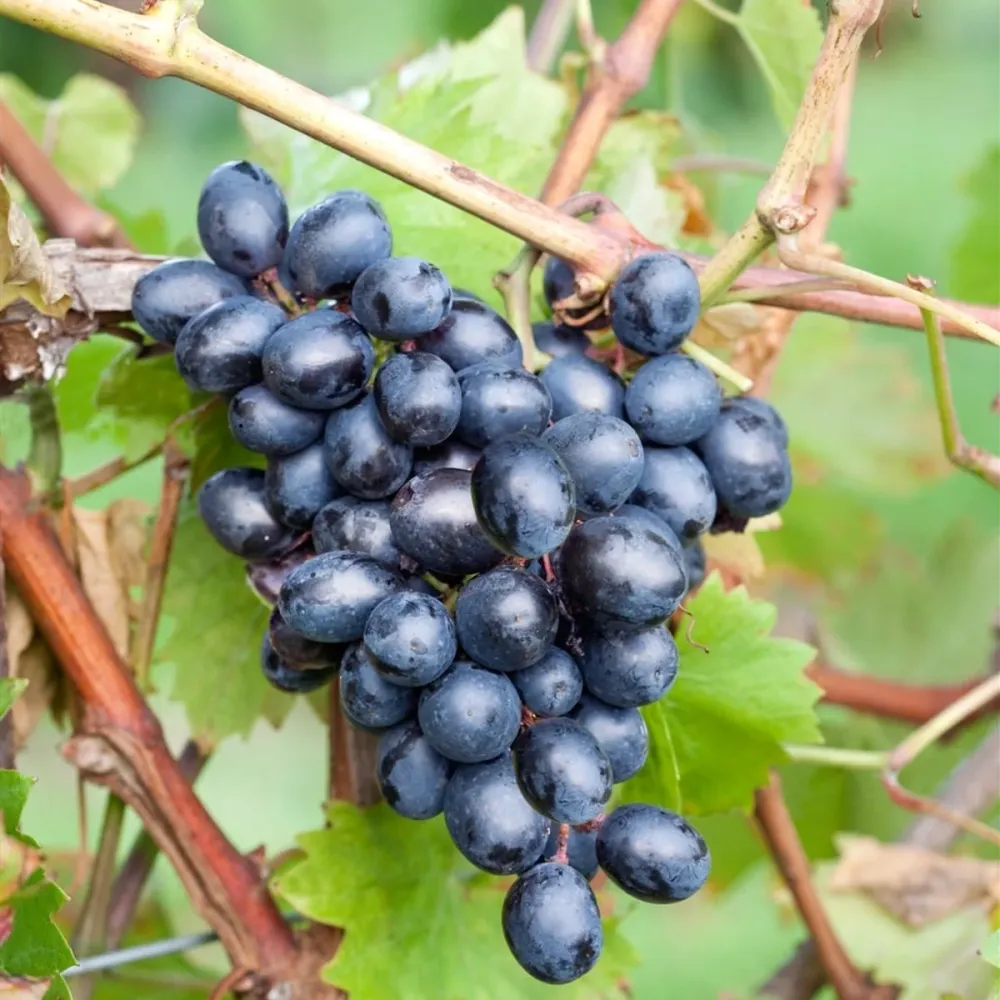 Vita de vie - Vitis vinifera 'Nero'