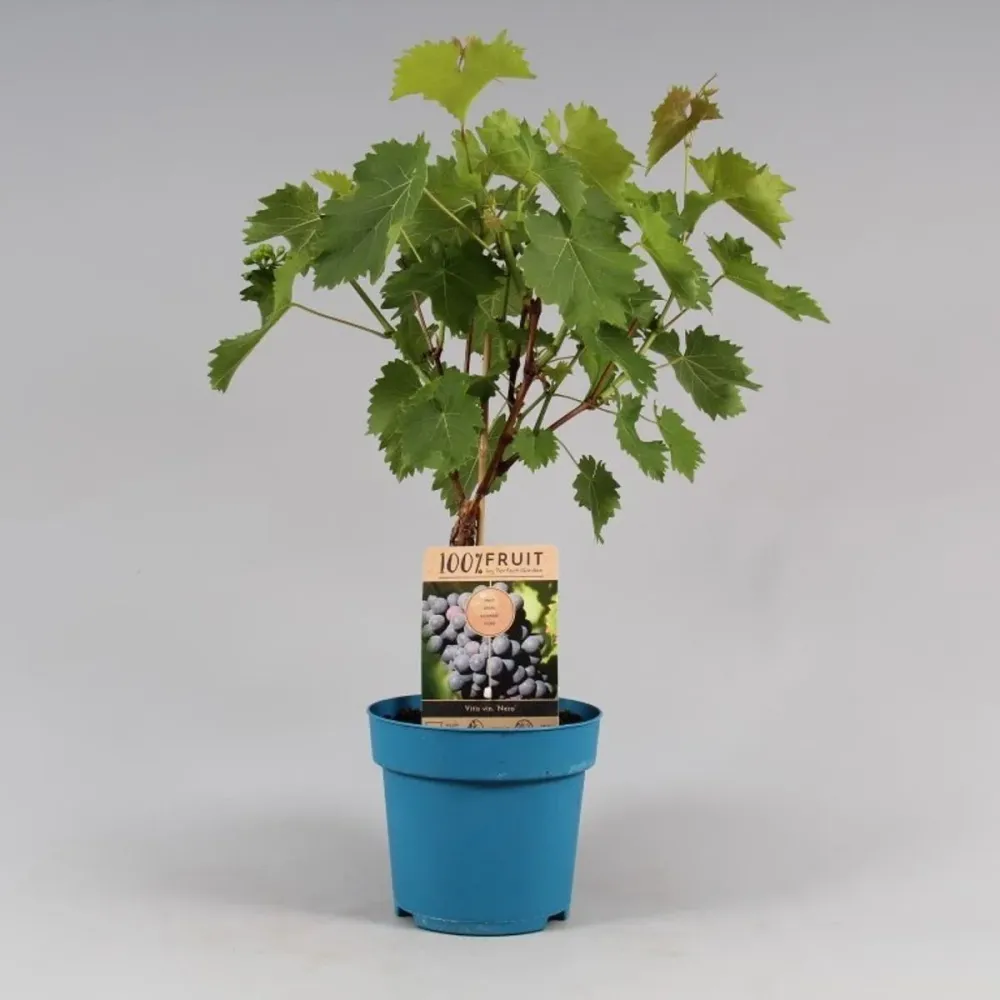 Vita de vie - Vitis vinifera 'Nero'
