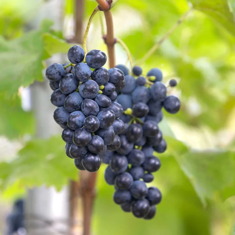 Vita de vie - Vitis vinifera 'Nero'