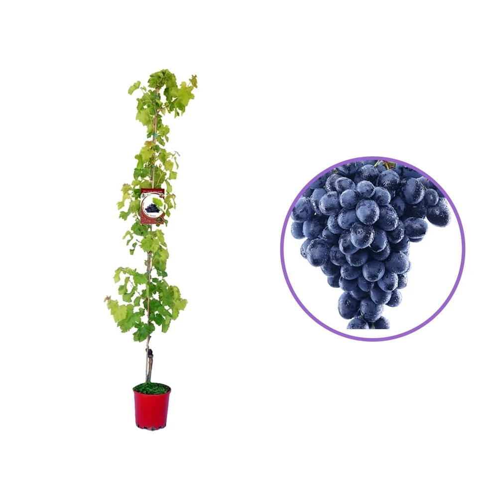 Vita de Vie (Vitis vinifera) Nero, cu struguri mari negri, 2 pe rod