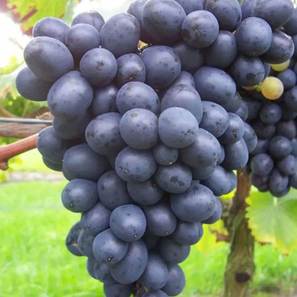 Vita de Vie (Vitis vinifera) Nero, cu struguri mari negri, 2 pe rod