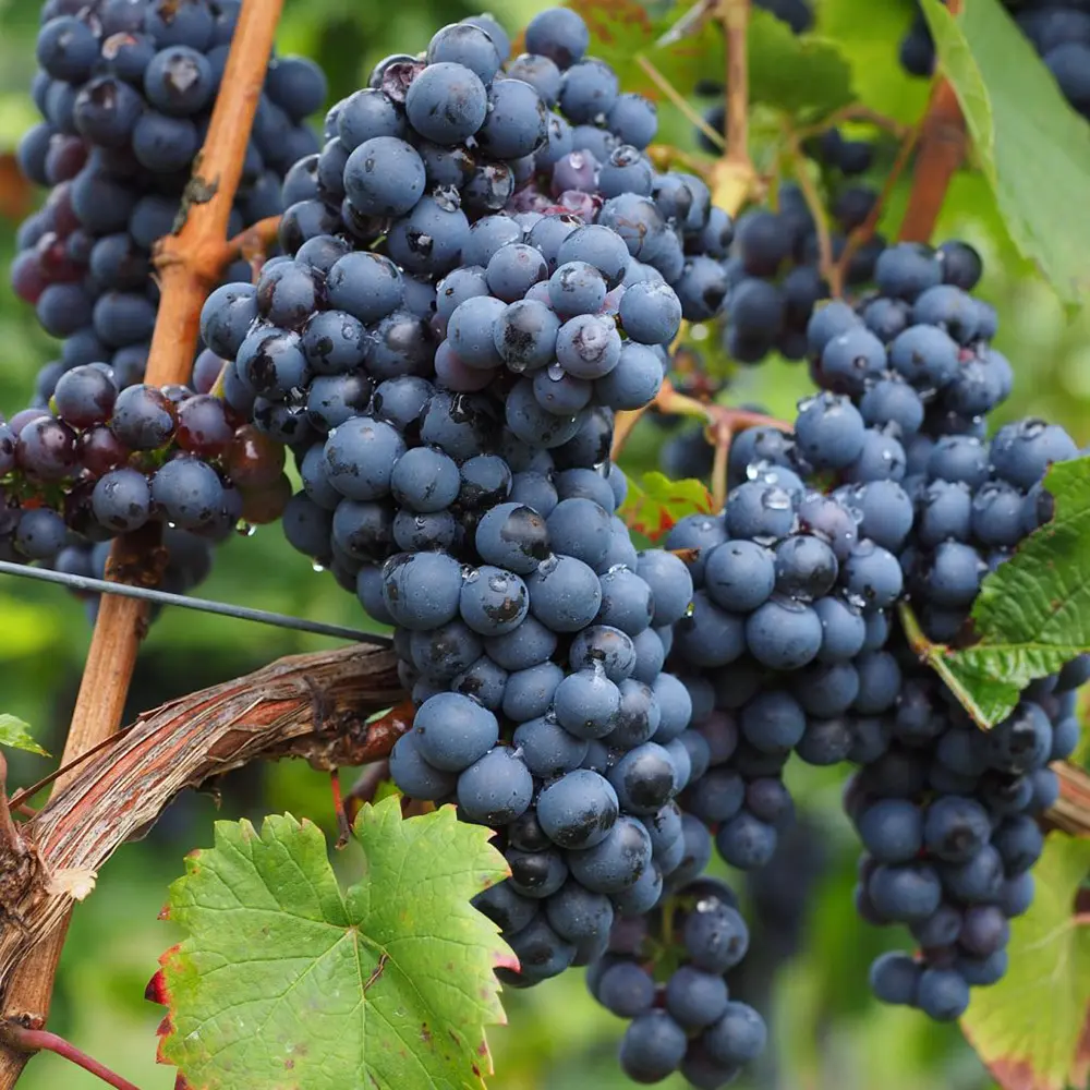 Vita de Vie (Vitis vinifera) Nero, cu struguri mari negri, 2 pe rod