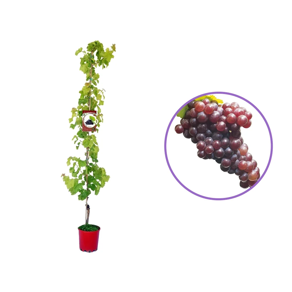 Vita de Vie (Vitis vinifera) Palatina, cu struguri mari aurii, 2 pe rod