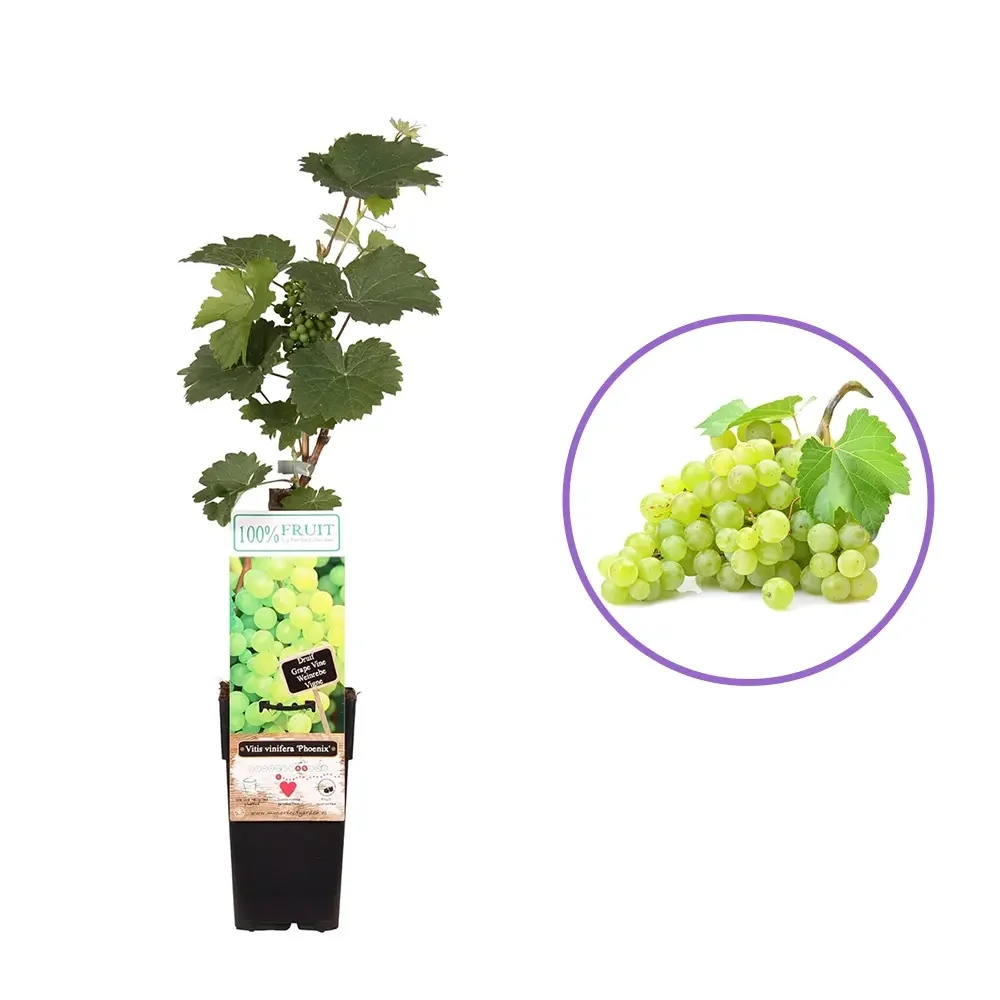 Vita de Vie (Vitis vinifera) Phoenix, cu struguri dulci galben-aurii, 1 pe rod