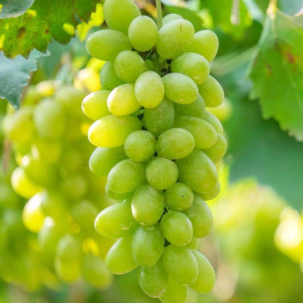 Vita de Vie (Vitis vinifera) Phoenix, cu struguri dulci galben-aurii, 1 pe rod