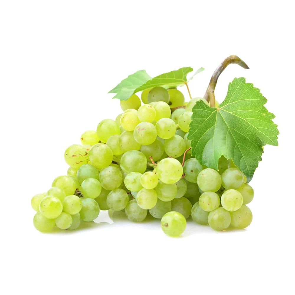 Vita de Vie (Vitis vinifera) Phoenix, cu struguri dulci galben-aurii, 1 pe rod