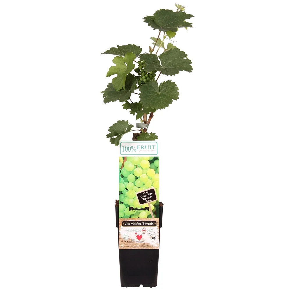 Vita de Vie (Vitis vinifera) Phoenix, cu struguri dulci galben-aurii, 1 pe rod
