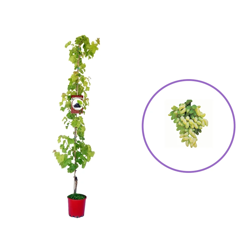 Vita de Vie (Vitis vinifera) Pizzutello Bianco, cu struguri mari albi, 2 pe rod