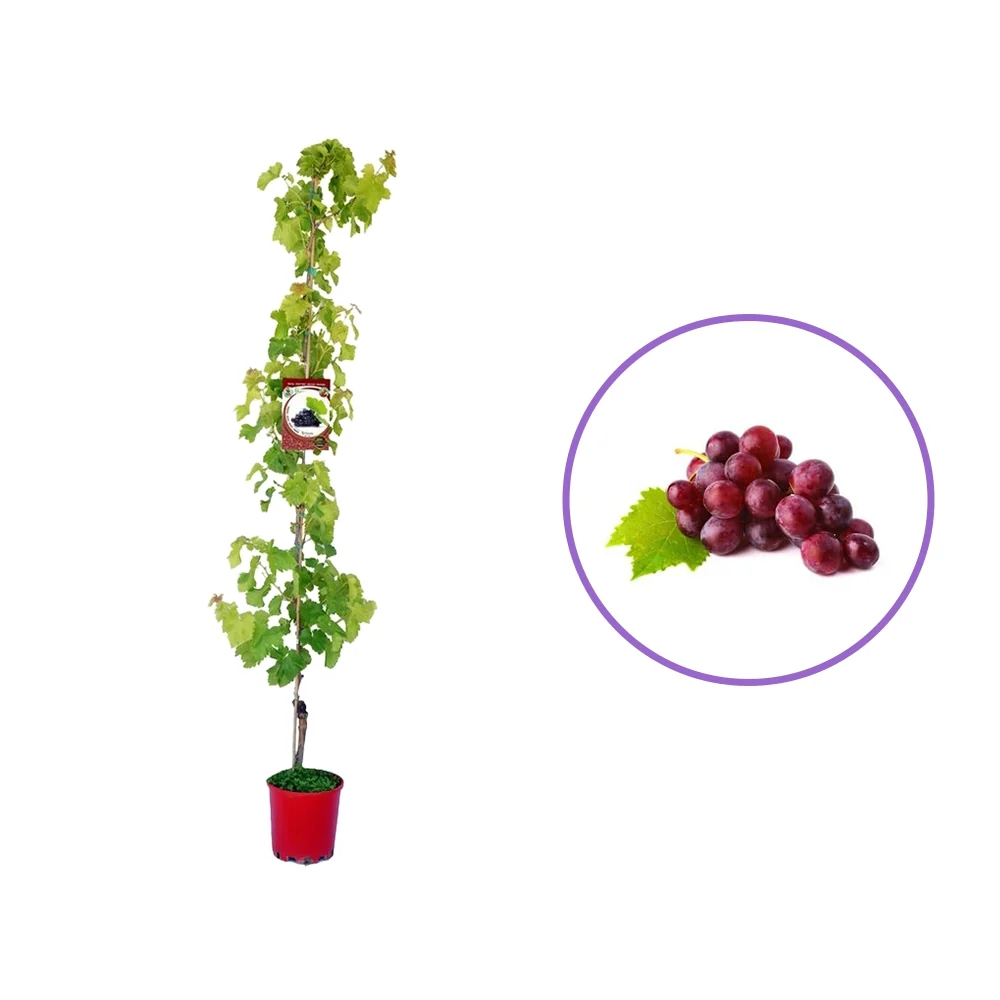 Vita de Vie (Vitis vinifera) Red Globe, cu struguri mari rosii, 2 pe rod