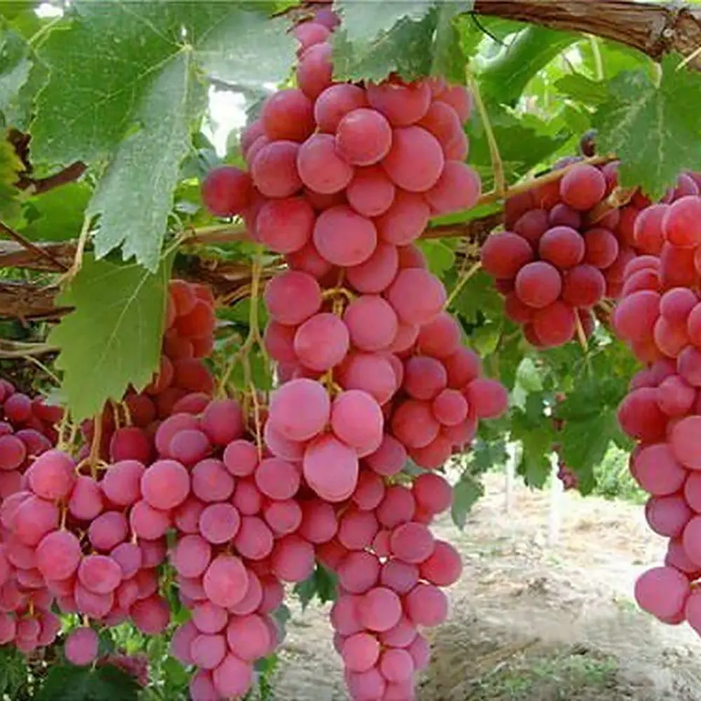 Vita de Vie (Vitis vinifera) Red Globe, cu struguri mari rosii, 2 pe rod
