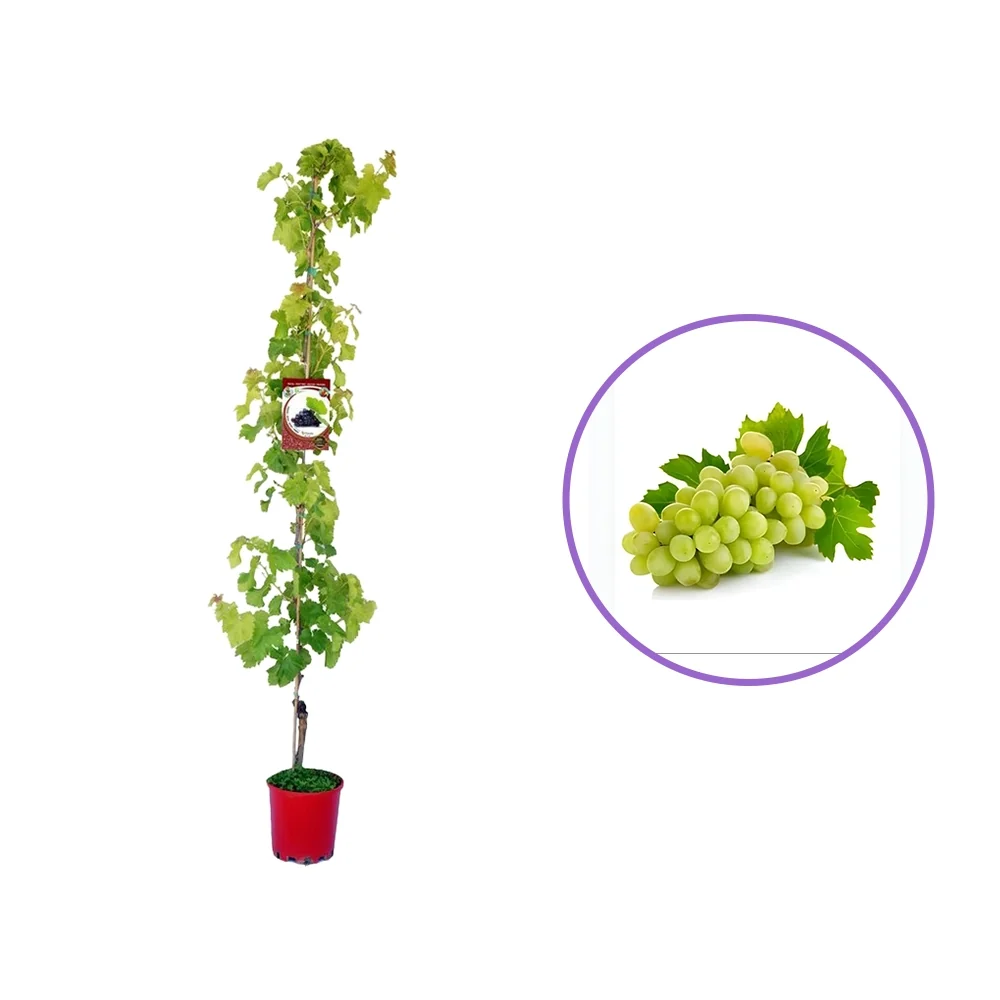 Vita de Vie (Vitis vinifera) Regal, fara samburi, cu struguri mari albi, 2 pe rod