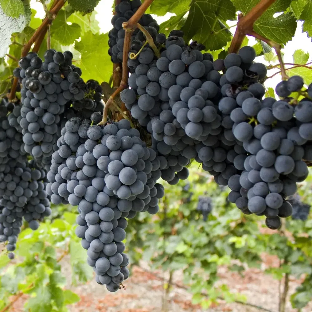 Vita de vie - Vitis vinifera 'Regent'