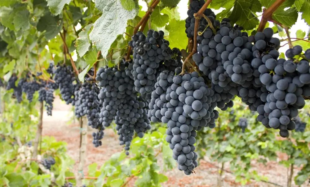 Vita de vie - Vitis vinifera 'Regent'