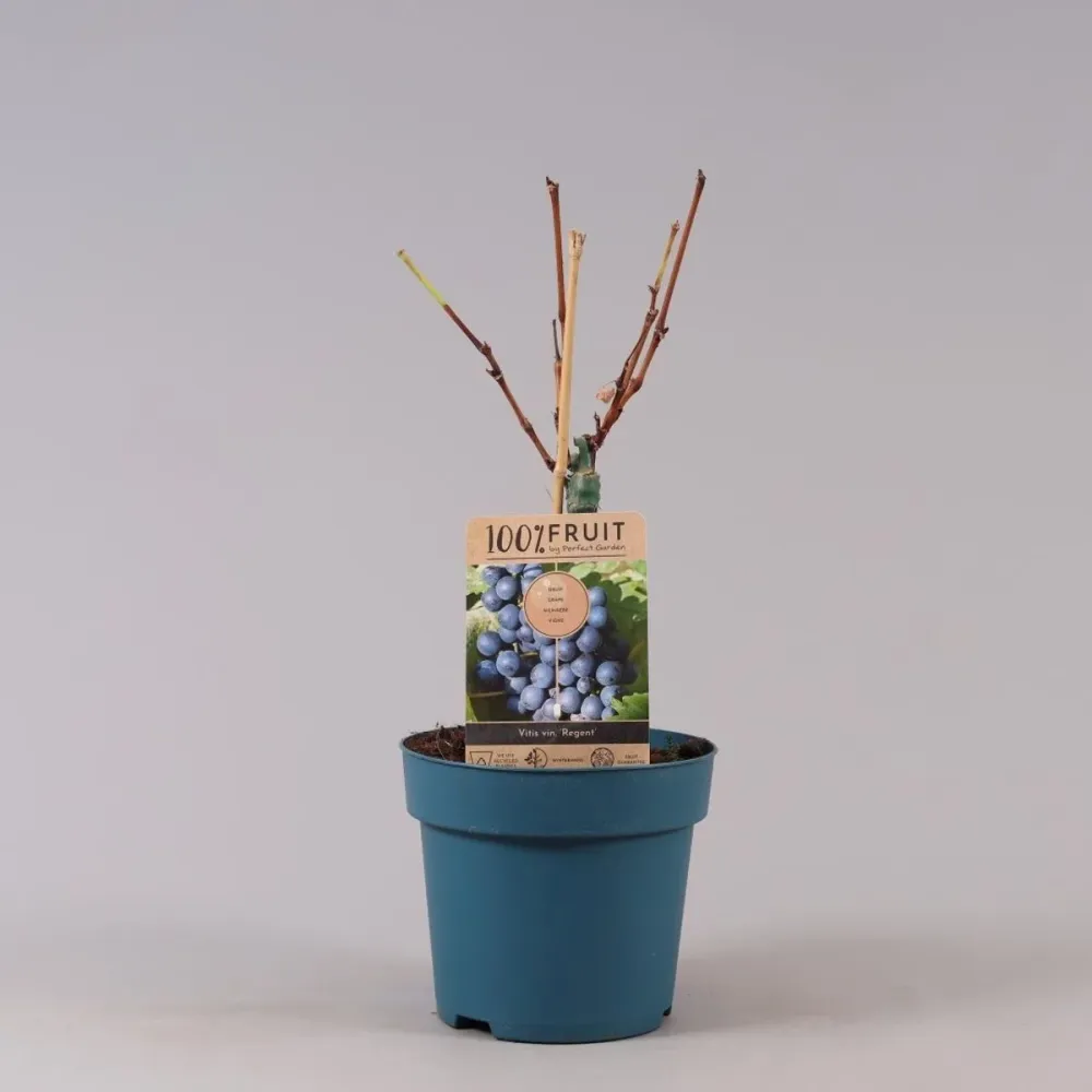 Vita de vie - Vitis vinifera 'Regent'