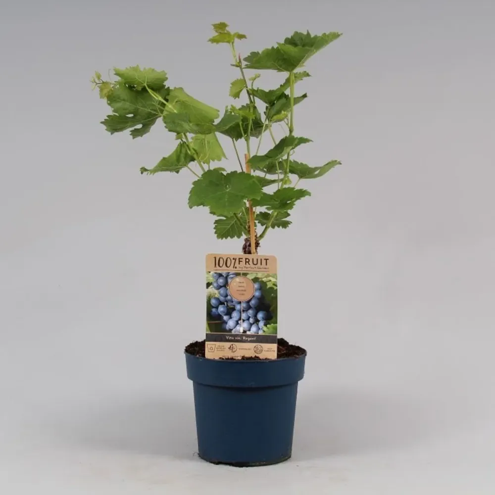 Vita de vie - Vitis vinifera 'Regent'