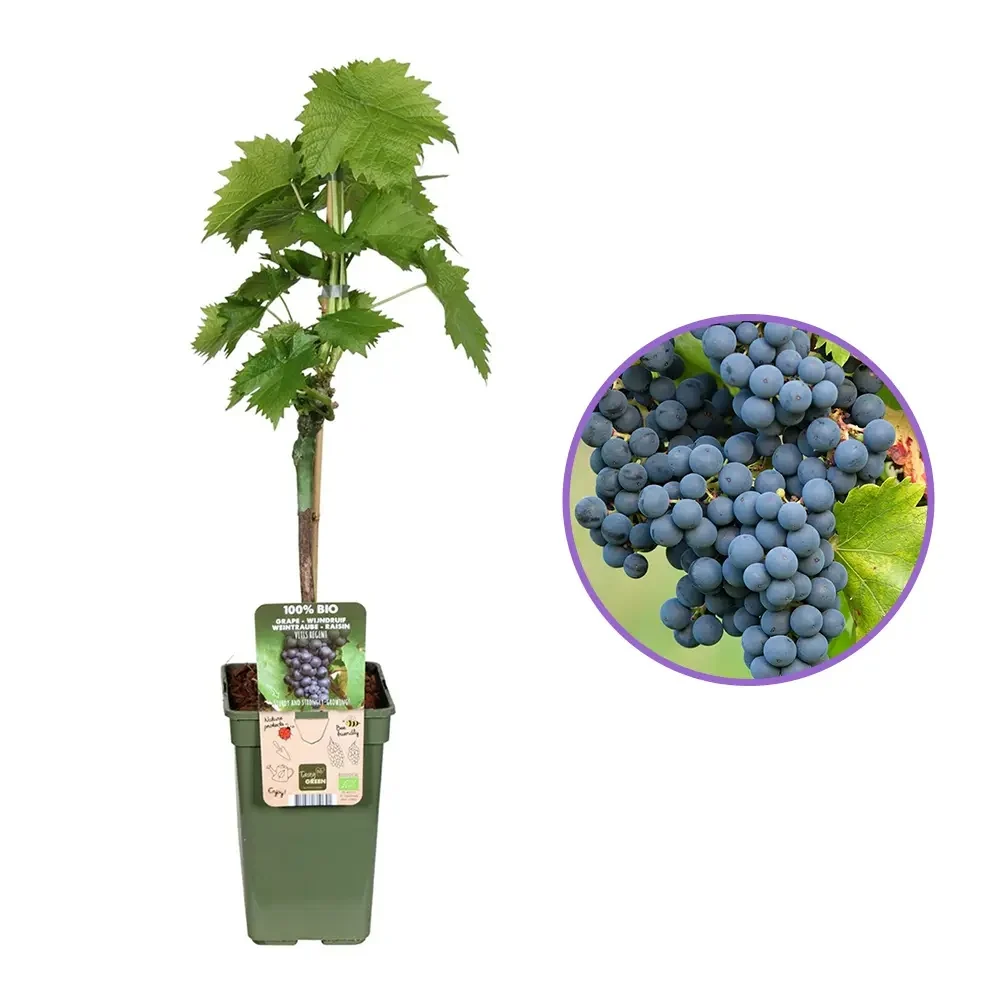 Vita de Vie (Vitis vinifera) Regent, cu struguri dulci negri, 1 pe rod