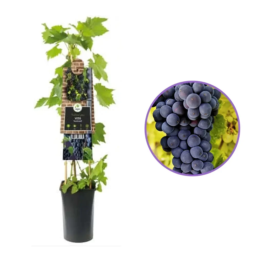 Vita de Vie (Vitis vinifera) Rembrandt, cu struguri dulci negri, 1 pe rod