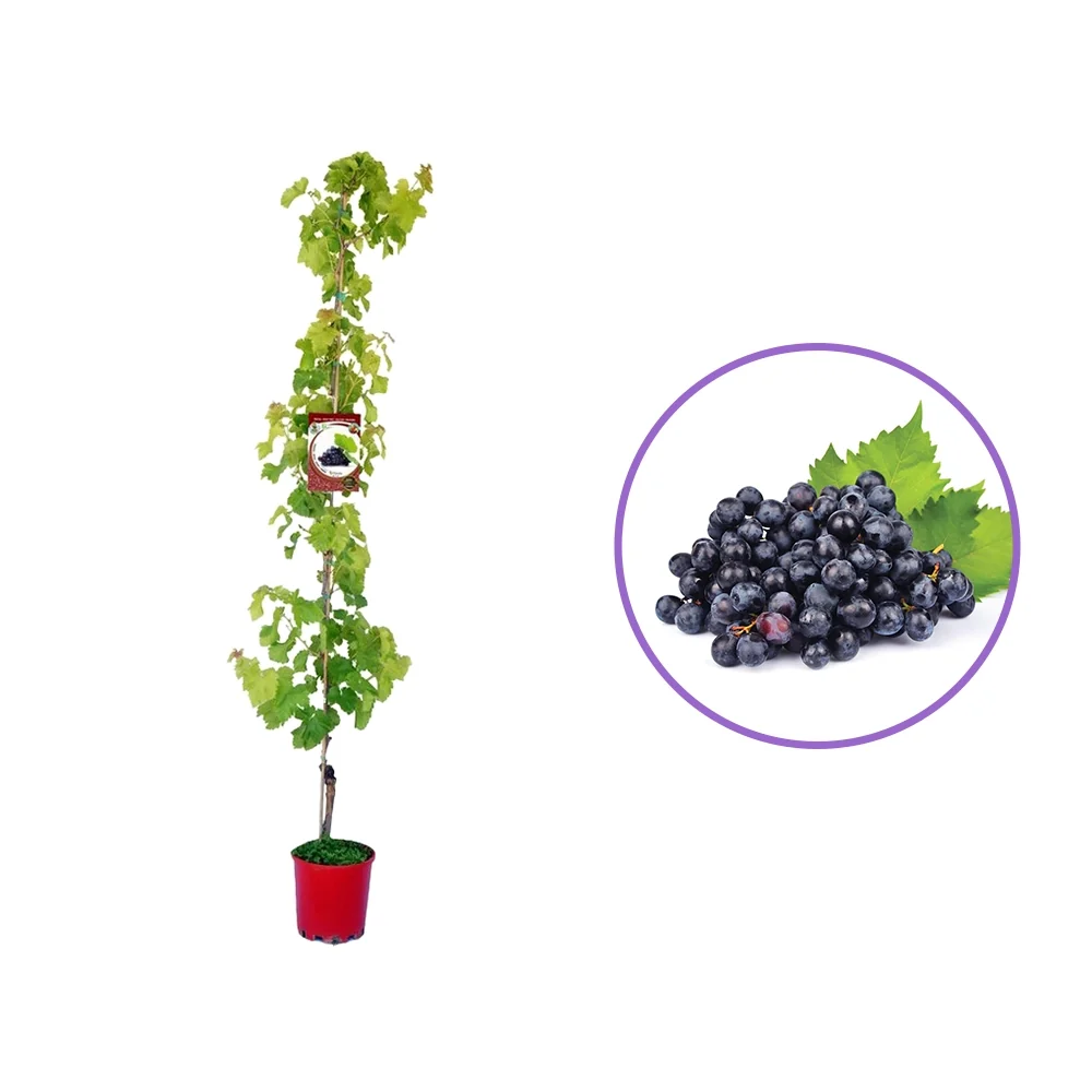 Vita de Vie (Vitis vinifera) Smeralda, cu struguri mari albastri-negri, 2 pe rod