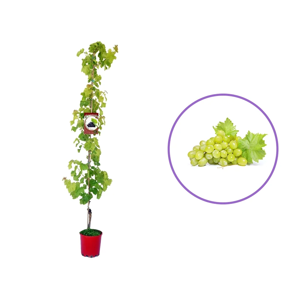 Vita de Vie (Vitis vinifera) Sophia, cu struguri mari albi, 2 pe rod