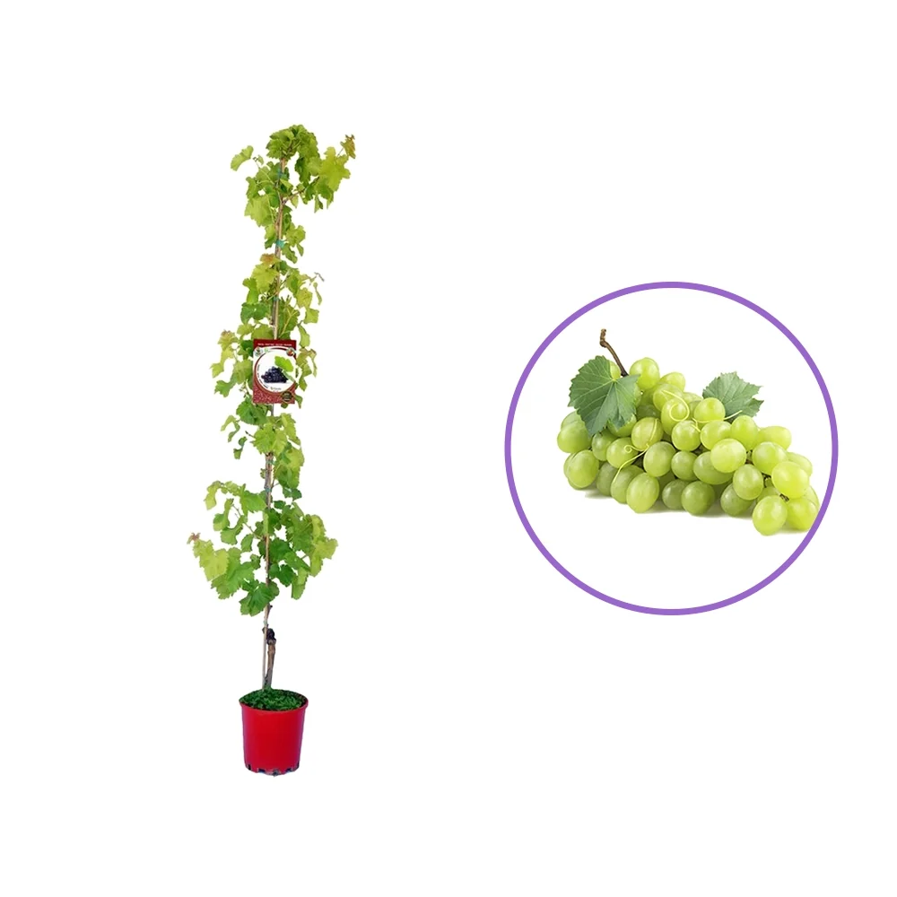 Vita de Vie (Vitis vinifera) Sugraone, cu struguri mari albi, 2 pe rod